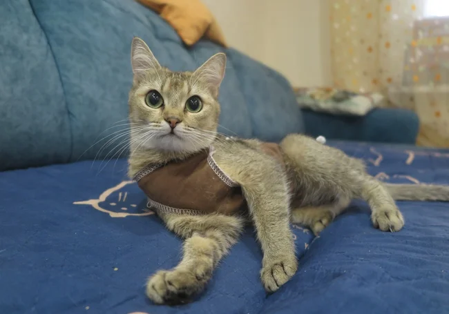 Как мы кошку в Могилеве стерилизовали: делимся личным опытом
