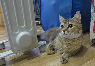 Этот март теплее обычного: собираются ли отключать отопление в Могилеве?