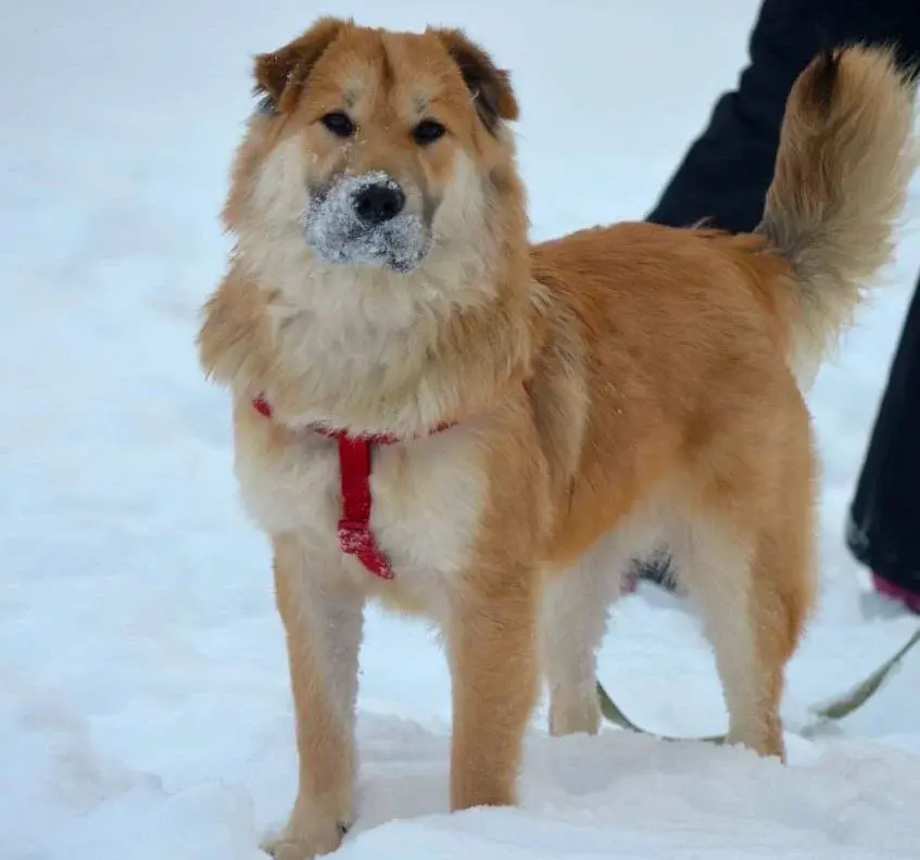 Собака Альма.