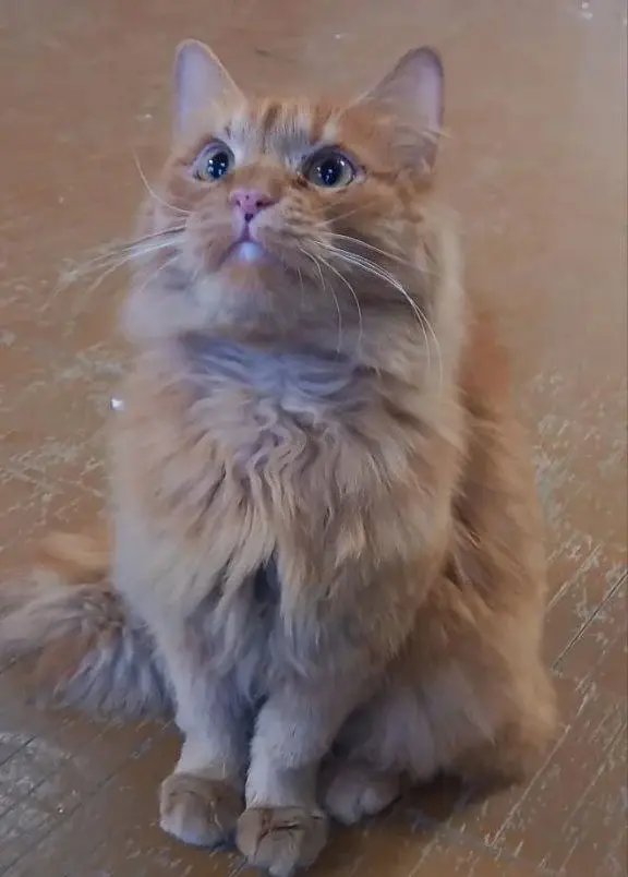 Красивая кошечка