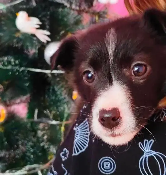 Добрая собака без клички.