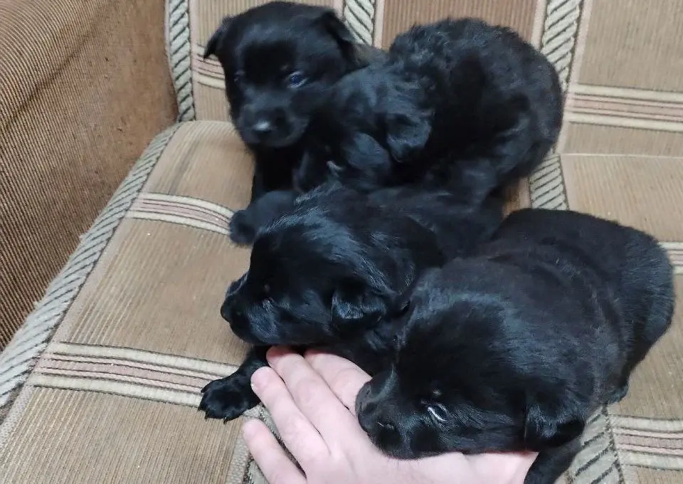 Очаровательные щенки.