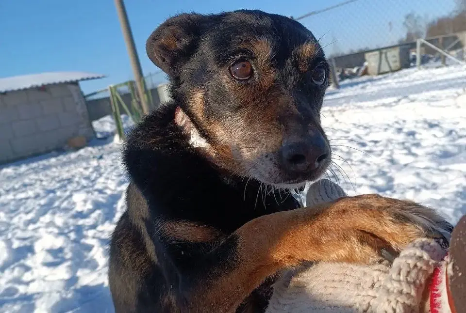 Идеальная собака Энджи.