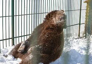 В Минприроды рассказали, почему в Беларуси стали чаще встречаться медведи