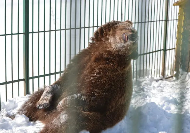 В Минприроды рассказали, почему в Беларуси стали чаще встречаться медведи