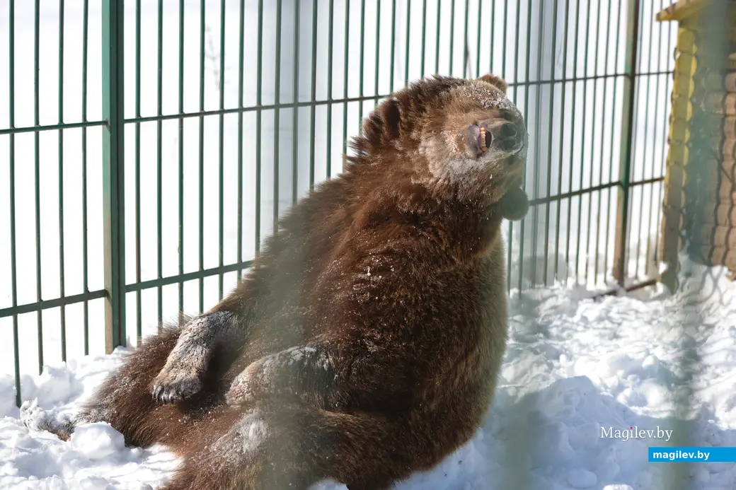 17.03.2013, Бобруйск. Масленица в агроусадьбе "Экзотика"