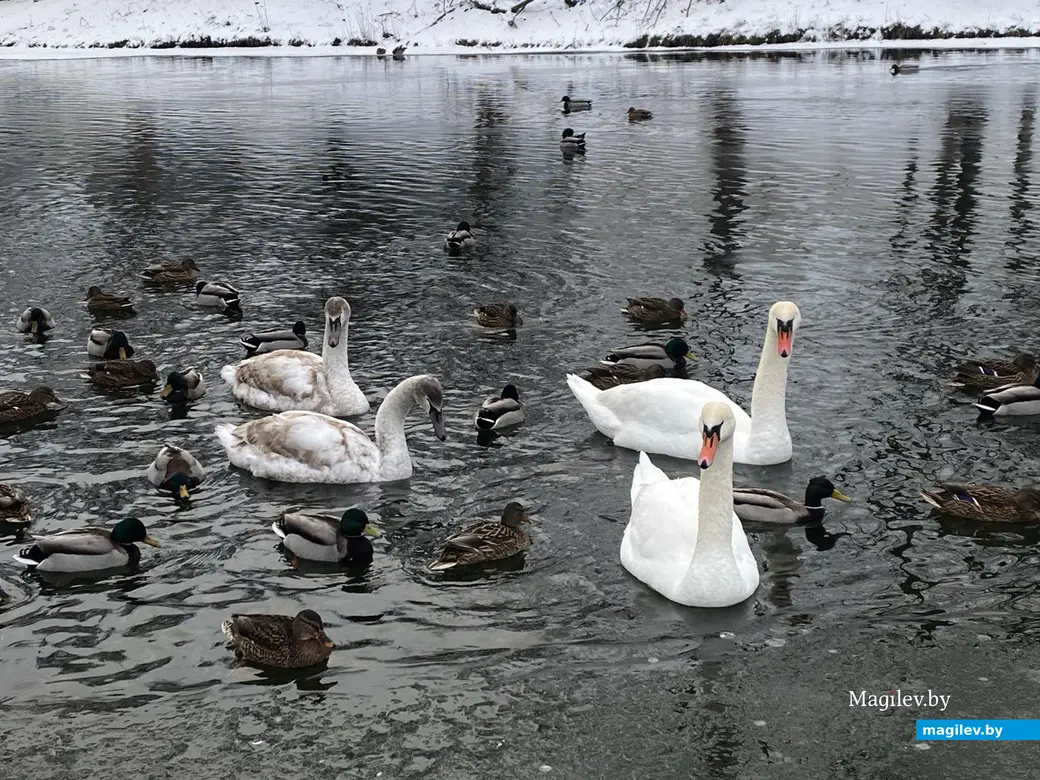 13.01.2024 г., Минск. Лебеди на реке Свислочь.