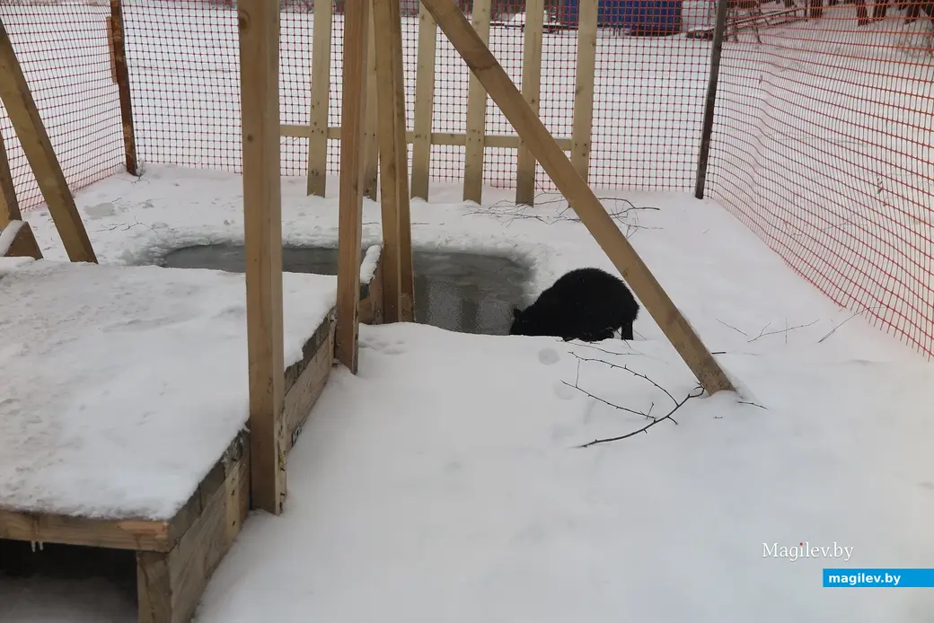 14 января 2024 г. Могилев, Печерский лесопарк.