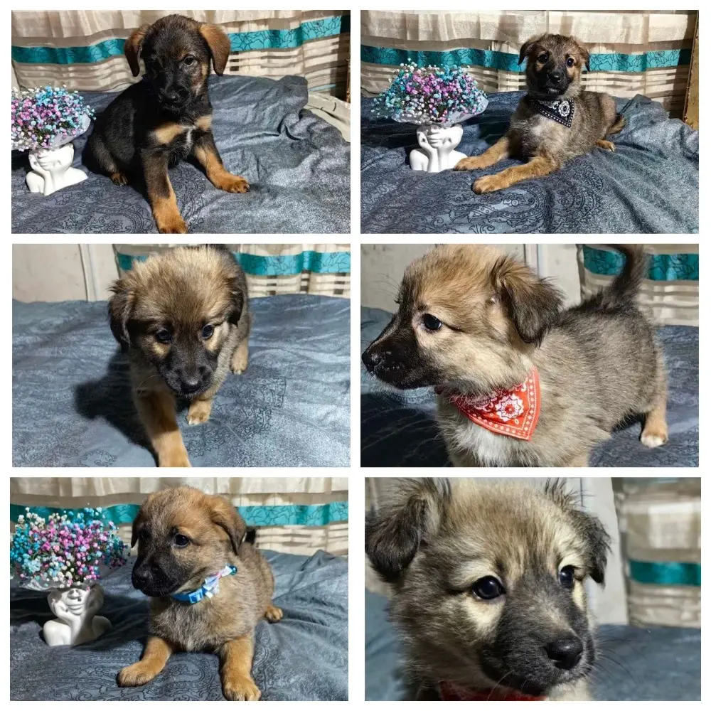 Очень красивые щенки.