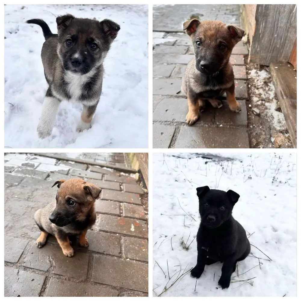 Добрые щенки.