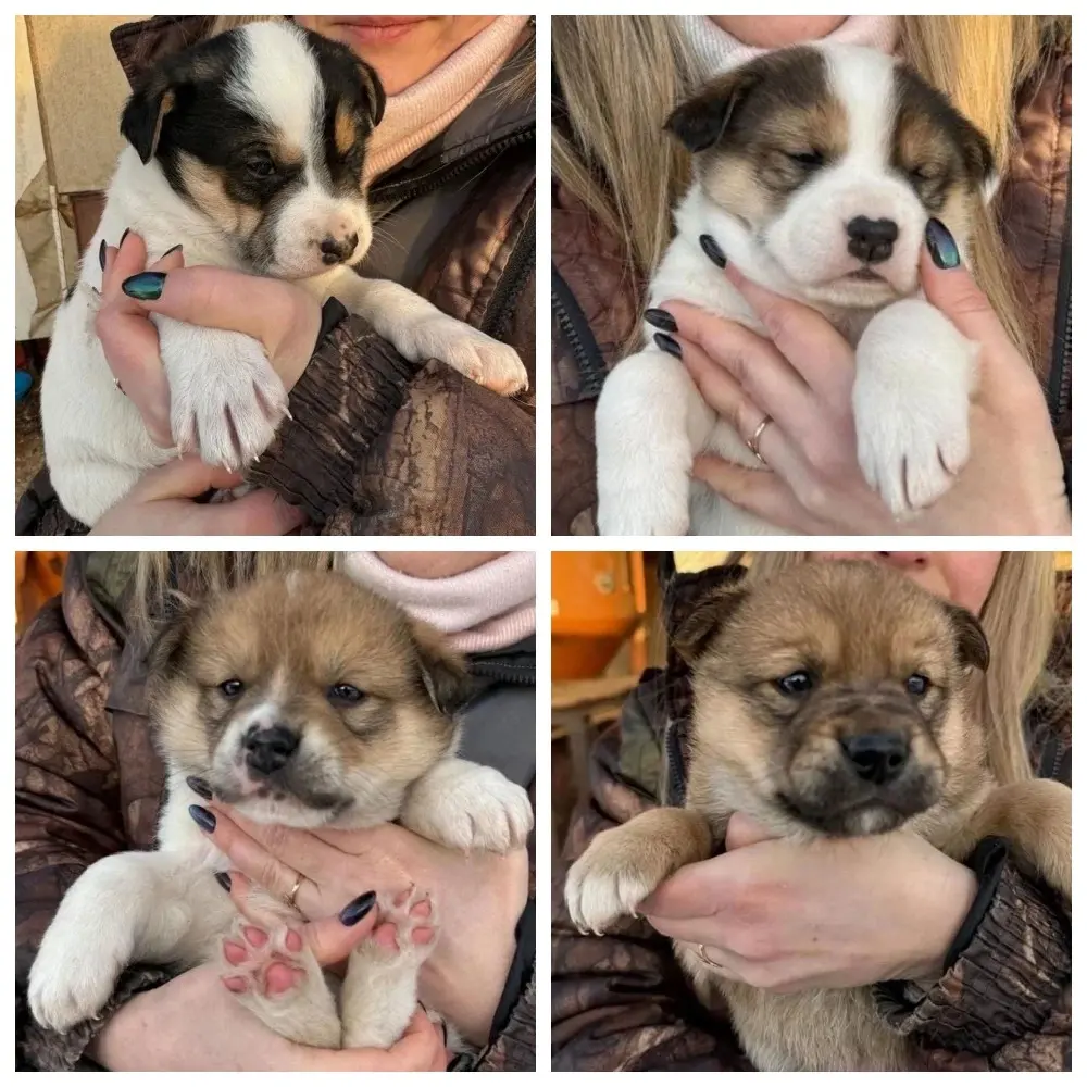 Щенки-красавцы.