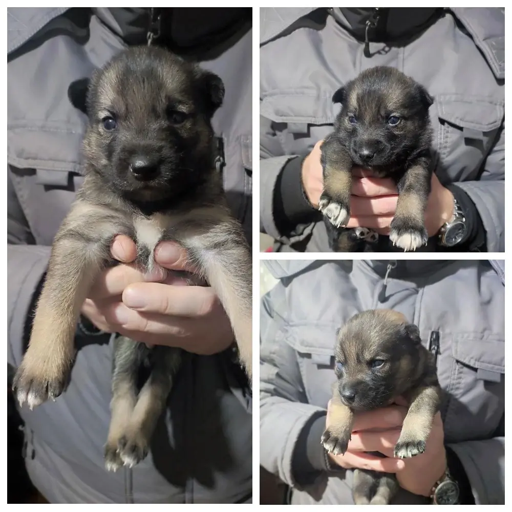 Щенки-мальчики.