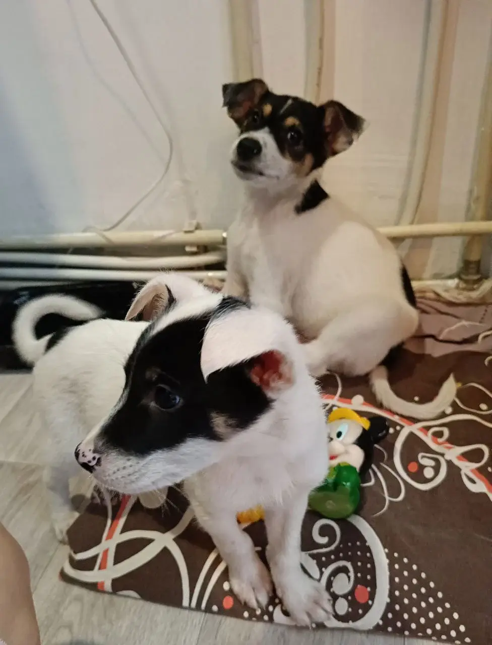 Щенки милые малыши.