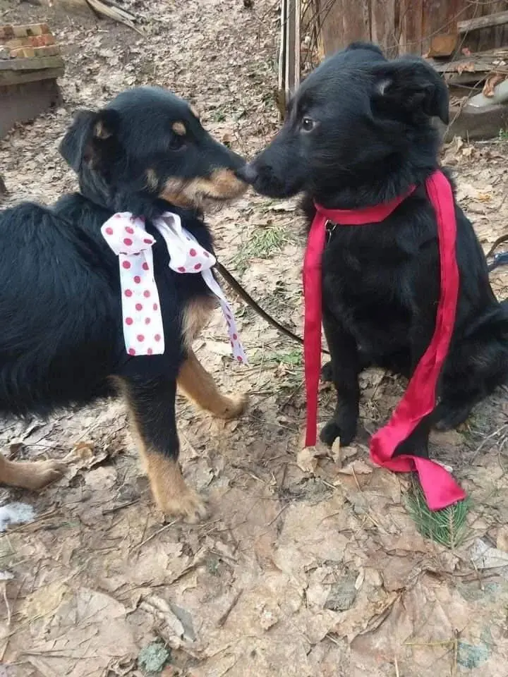 Ласковые щенки.