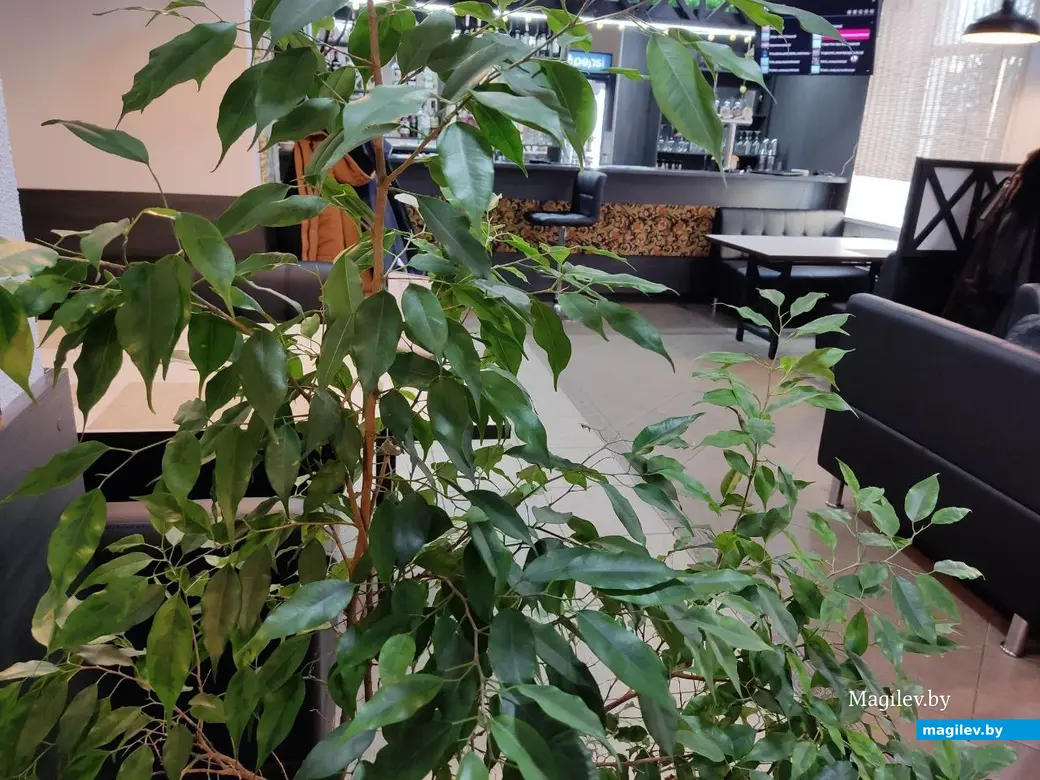 18.01.2024г. Могилев. Фестиваль еды «Зімовы смак», кафе «СтанЪ»