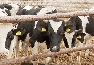 Заведующие фермами скрыли падеж 18 голов скота. Прокуратура возбудила уголовное дело