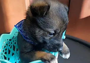 Собака Диана, пес Федя и кошечка Ангела: кто ищет хозяина в Могилеве