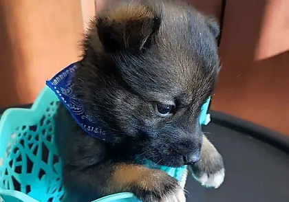 Собака Диана, пес Федя и кошечка Ангела: кто ищет хозяина в Могилеве