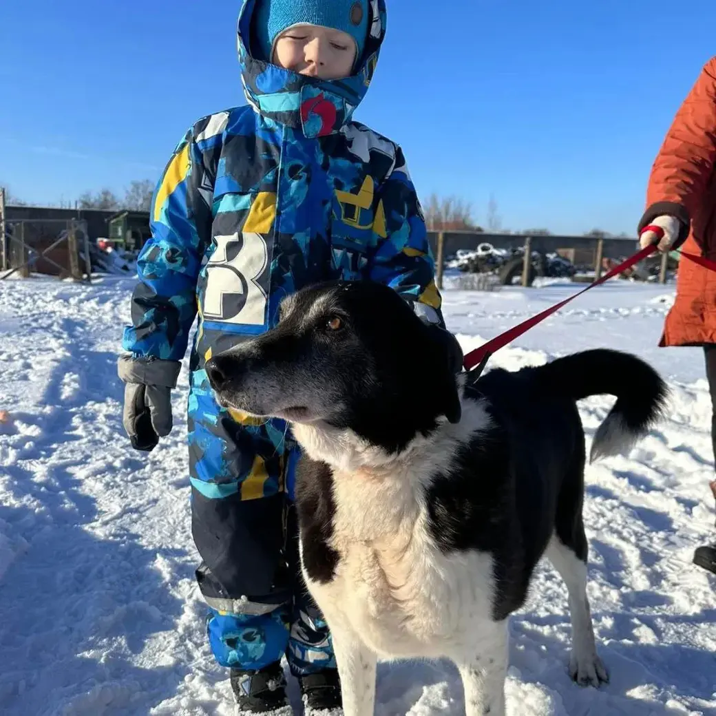 Собака Диана.