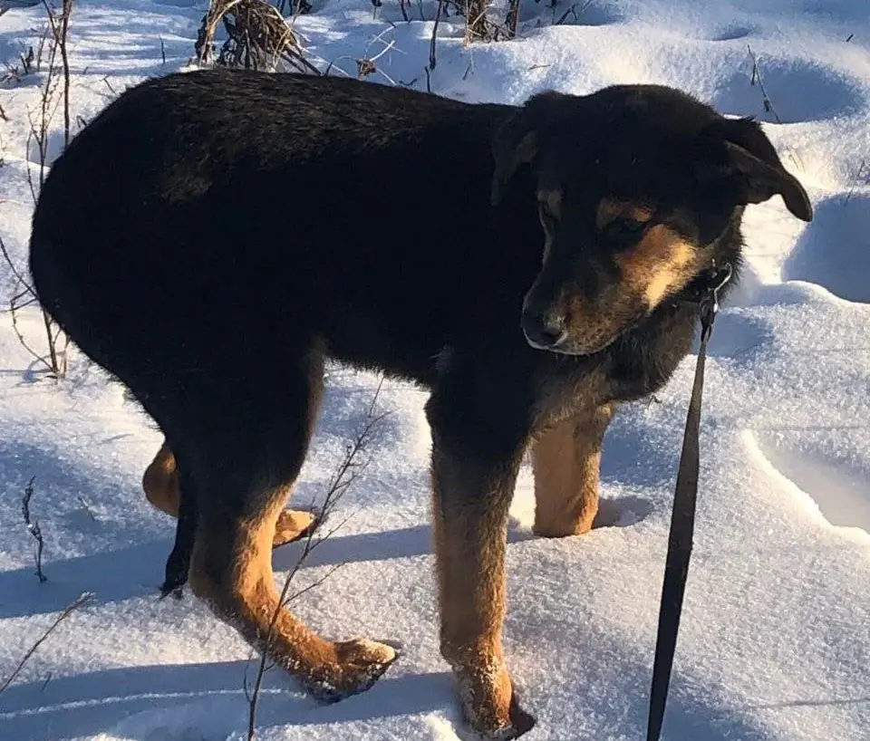 Собака. Девочка. Найдена.