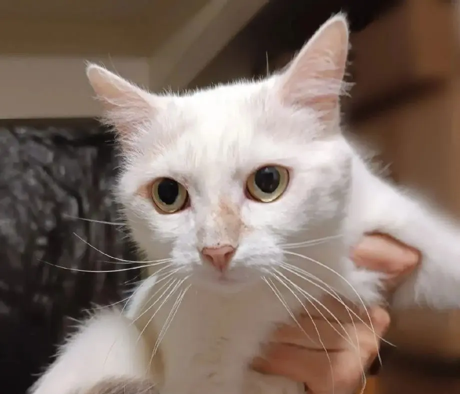 Кошечка Ангела.