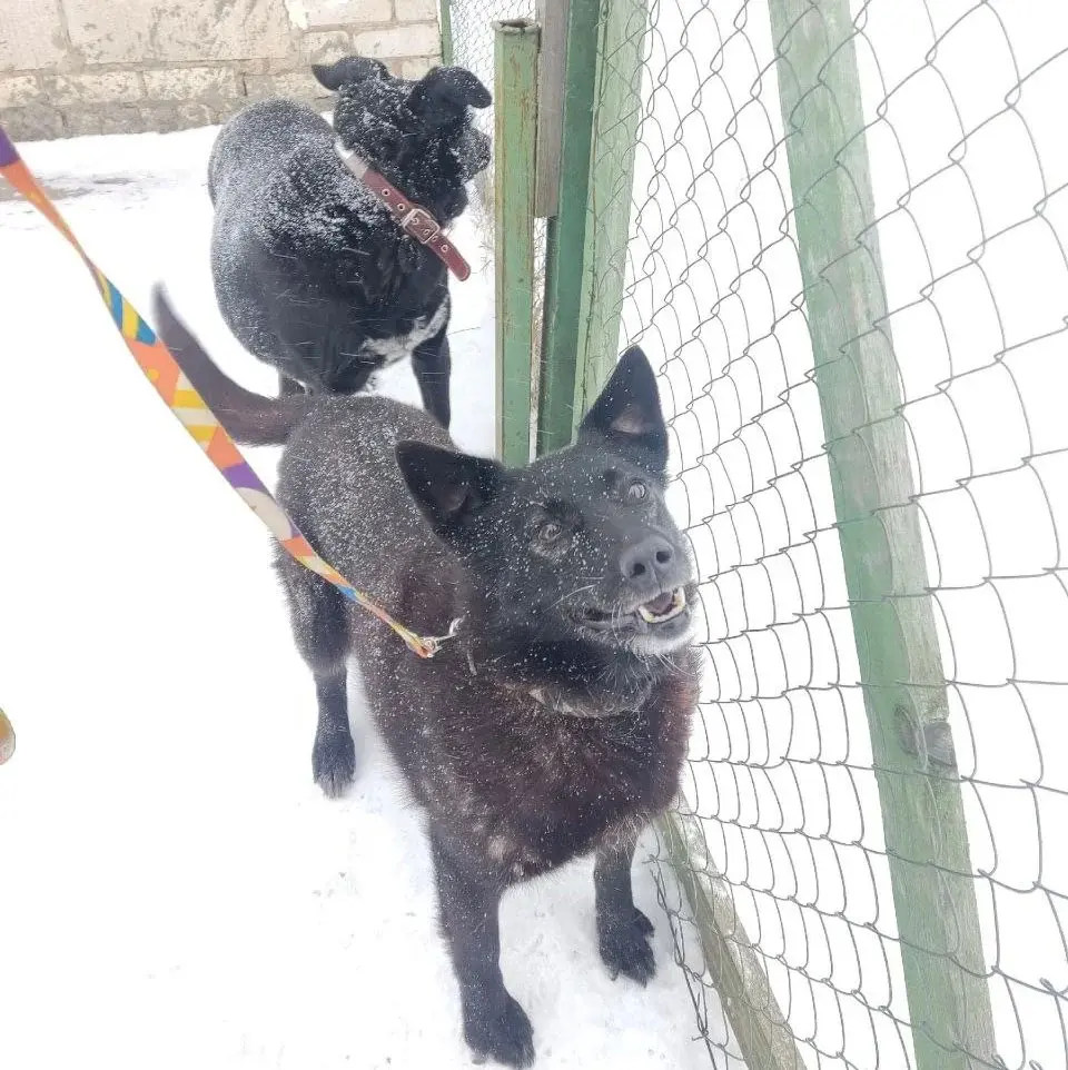 Собаки Рина и Альта.