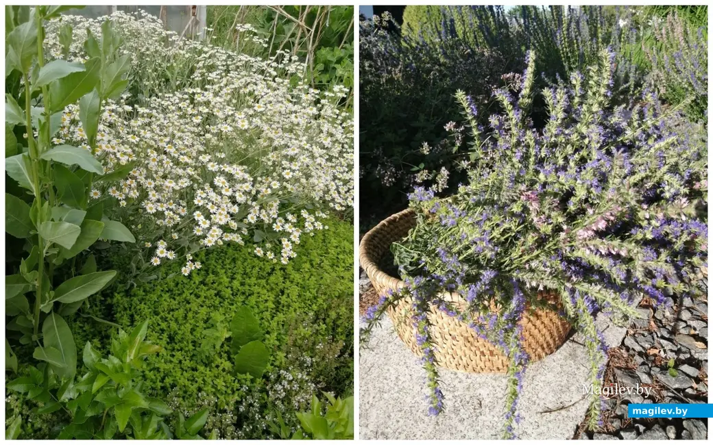 Любимый сад Екатерины летом особенно хорош.