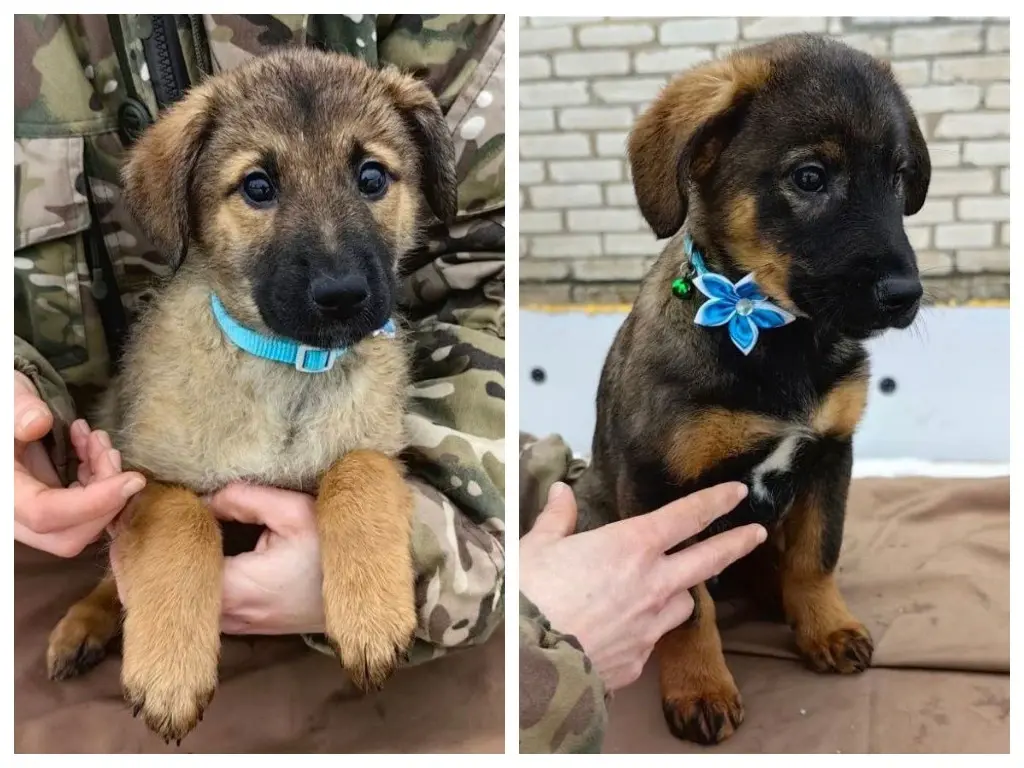 Щенки-девочки.