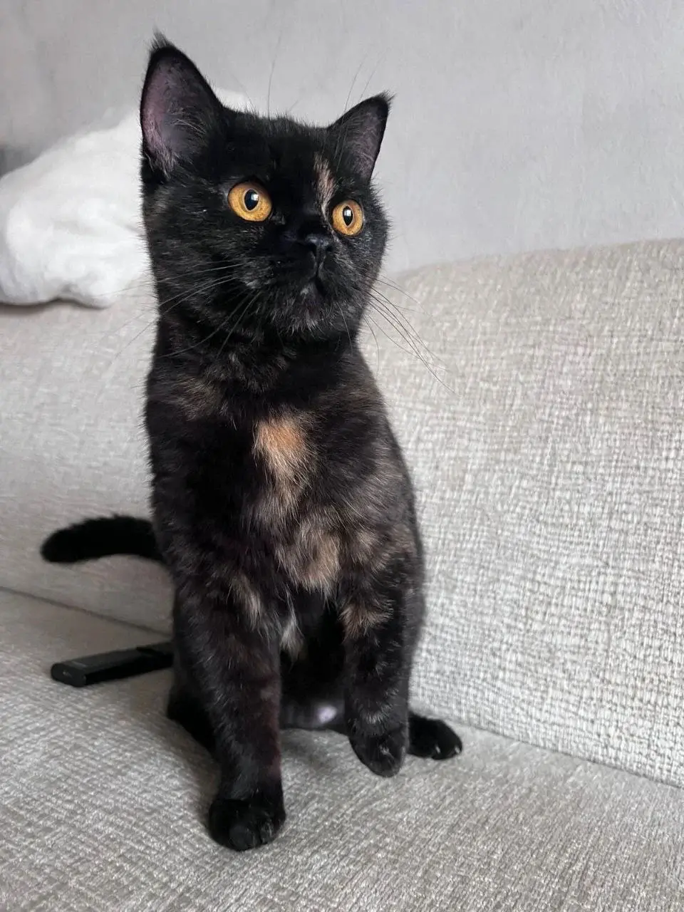 Молоденькая кошечка.