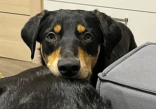 Пес Балу, кошка Лиза и щенки – мальчики и девочки: кто ищет хозяина в Могилеве