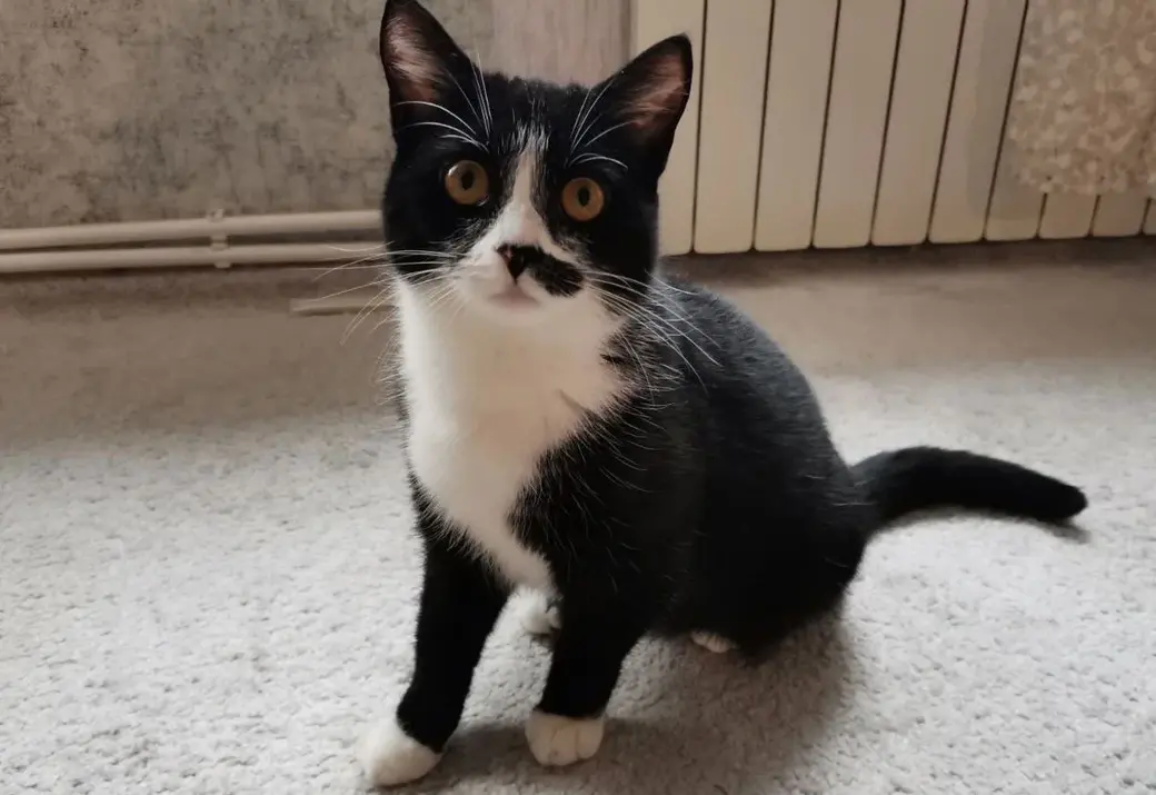 Кошка Лиза.