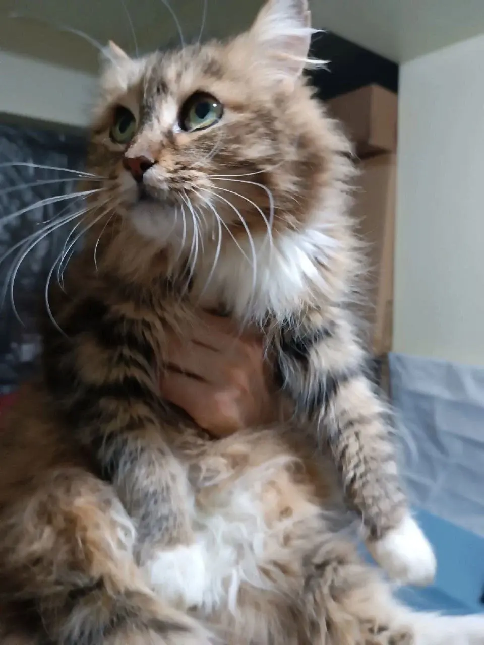 Кошечка Матильда.