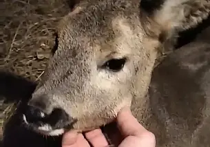 Домашний Бэмби: под Могилевом детеныш косули пришел к людям и остался с ними жить. Видео