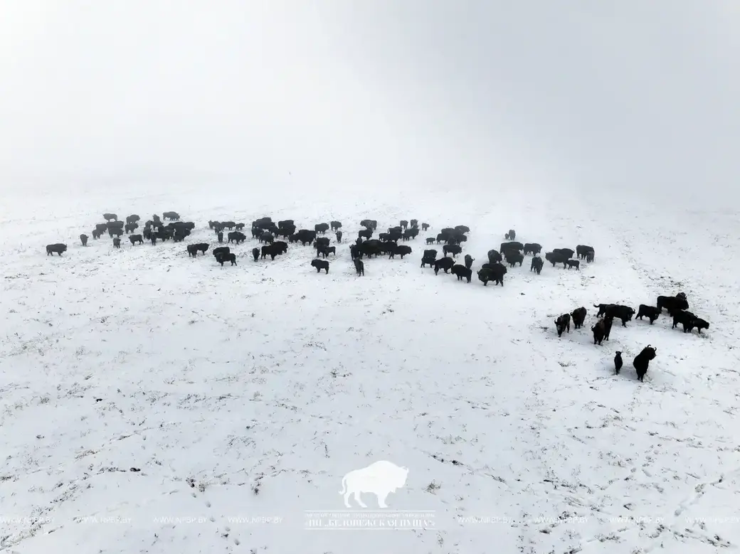 Проведение качественного учета зубров – довольно трудоемкий процесс, требующий многократных выездов к местам возможных локализаций диких животных.