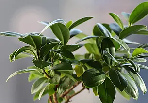 Какие цветы помогут наладить отношения в семье: топ-5 комнатных растений