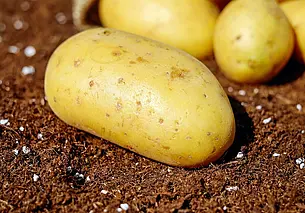 Белорусские селекционеры вывели новый сорт картофеля для чипсов