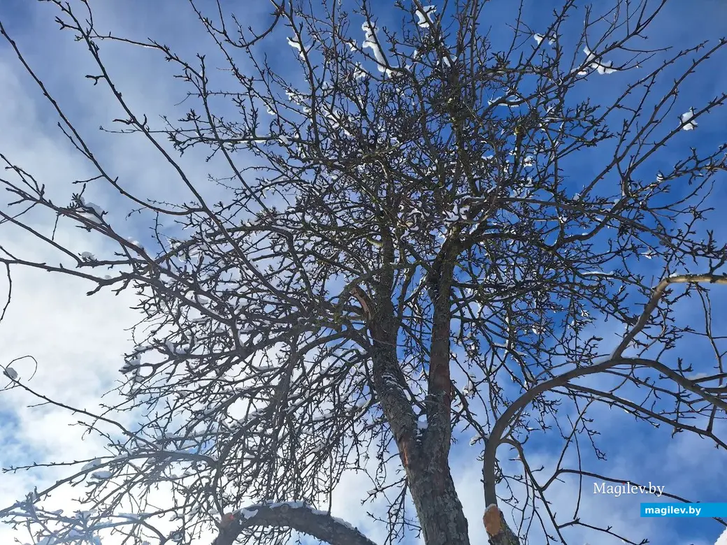 5 февраля 2024 г. Могилев. Зимняя сказка в городе!