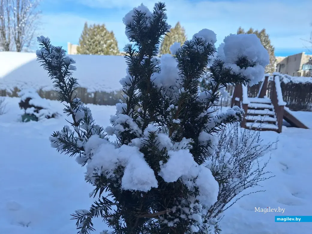 5 февраля 2024 г. Могилев. Зимняя сказка в городе!
