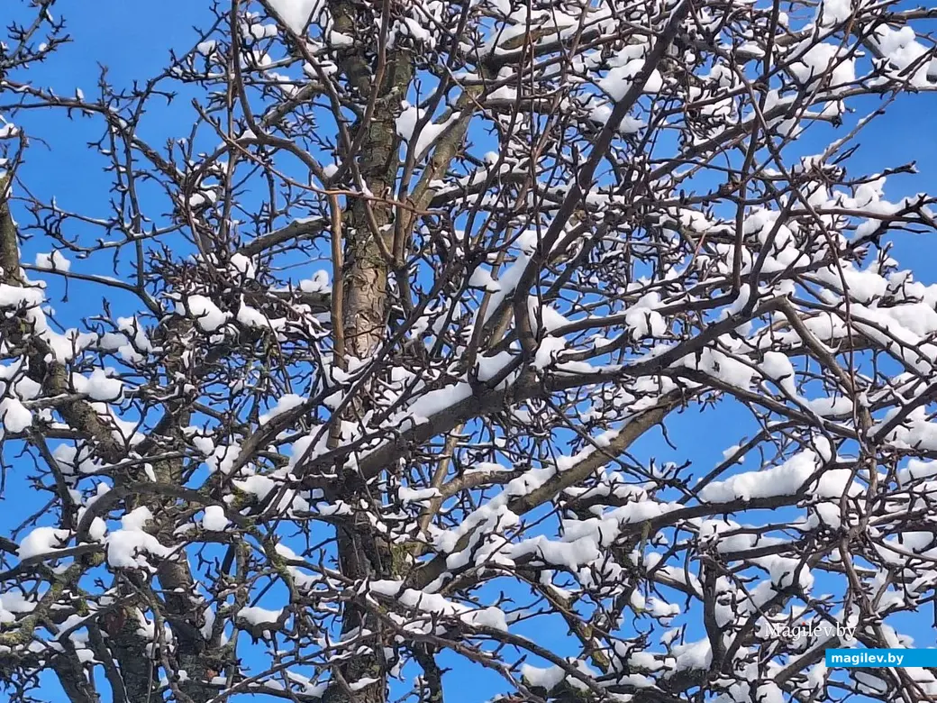 5 февраля 2024 г. Могилев. Зимняя сказка в городе!