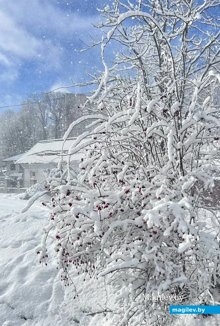 5 февраля 2024 г. Могилев. Зимняя сказка в городе! Фото Алины Логвиновой.