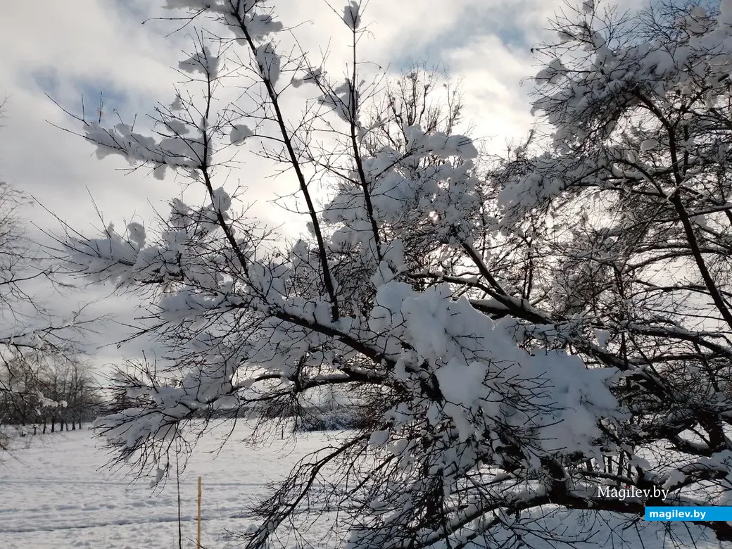 5 февраля 2024 г. Могилев, ул. Островского. Зимняя сказка в городе! Фото Василия Половикова.