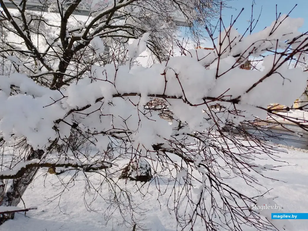 5 февраля 2024 г. Могилев, ул. Островского. Зимняя сказка в городе! Фото Василия Половикова.
