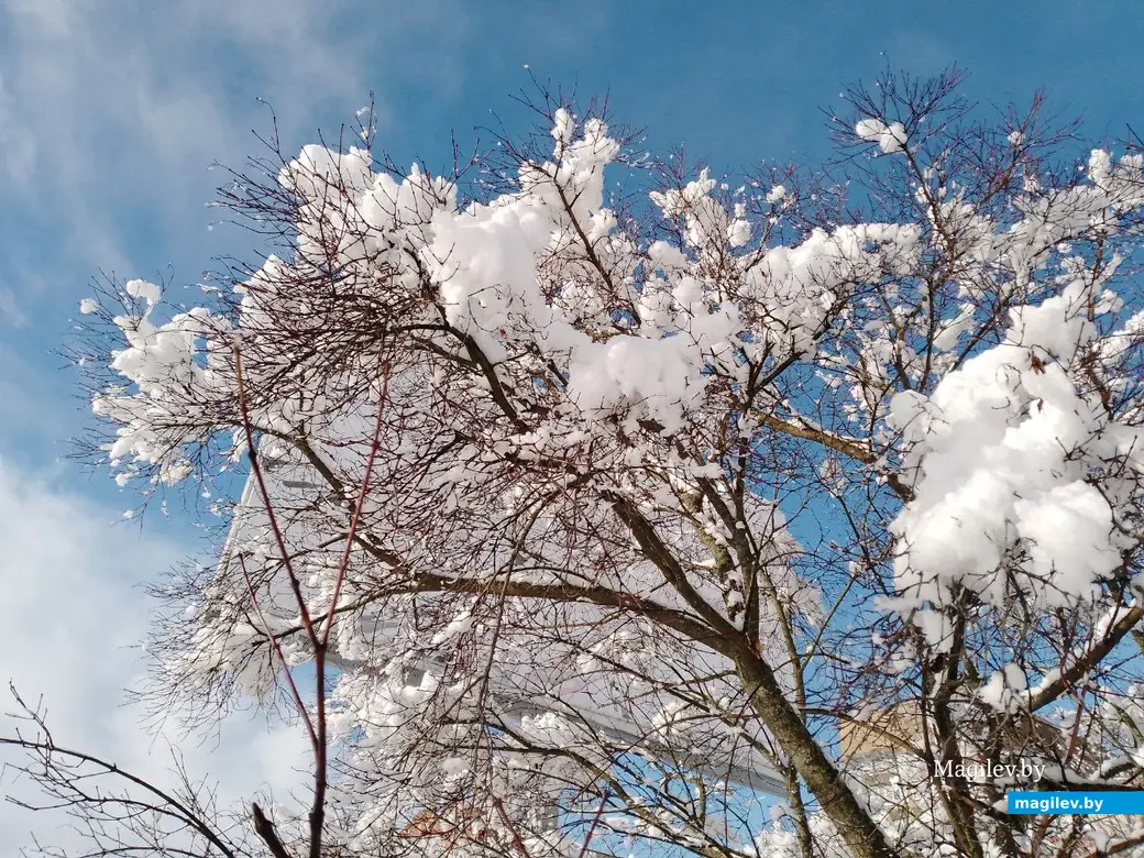 5 февраля 2024 г. Могилев, ул. Островского. Зимняя сказка в городе! Фото Василия Половикова.