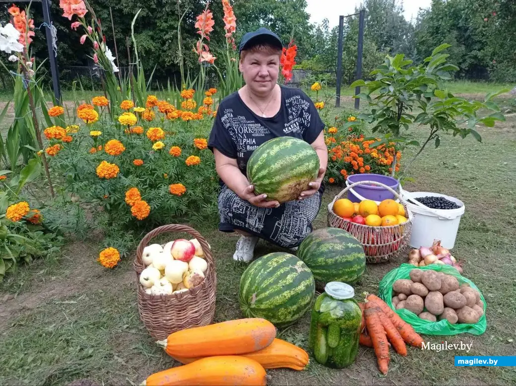 Как вырастить сладкие 10-килограммовые арбузы без парника и удобрений.  Рассказывает дачница, у которой это получилось | magilev.by