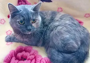 Плюшевый медвежонок Кай, красивая Лайма и спасенный пес Пират: кто ищет хозяина в Могилеве