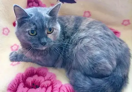 Плюшевый медвежонок Кай, красивая Лайма и спасенный пес Пират: кто ищет хозяина в Могилеве