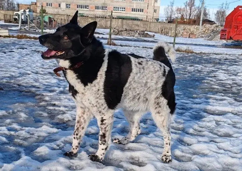 Собака Лайма.