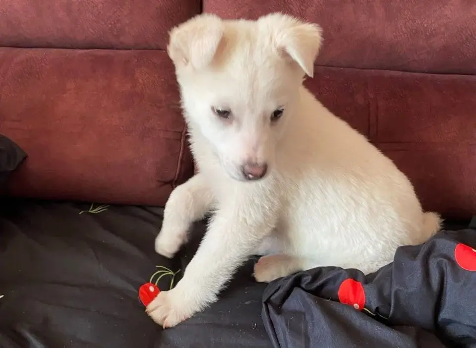 Красивый щенок.