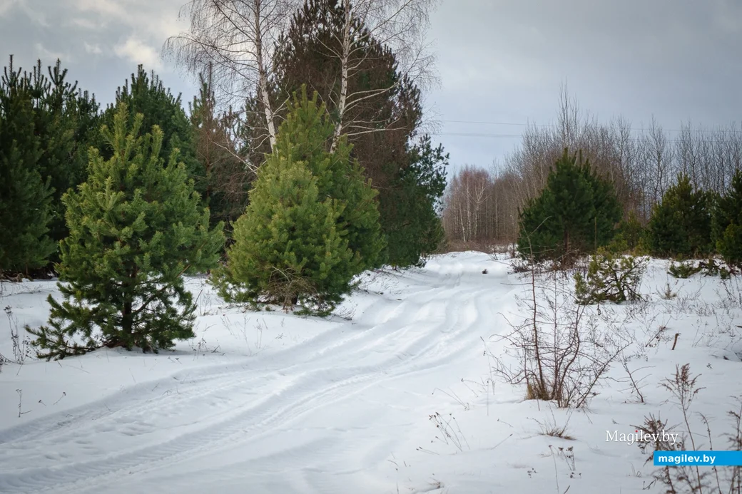 11.01.2024. Н10088, Соломенка, Сычковский сельский Совет, Бобруйский район, Могилёвская область,