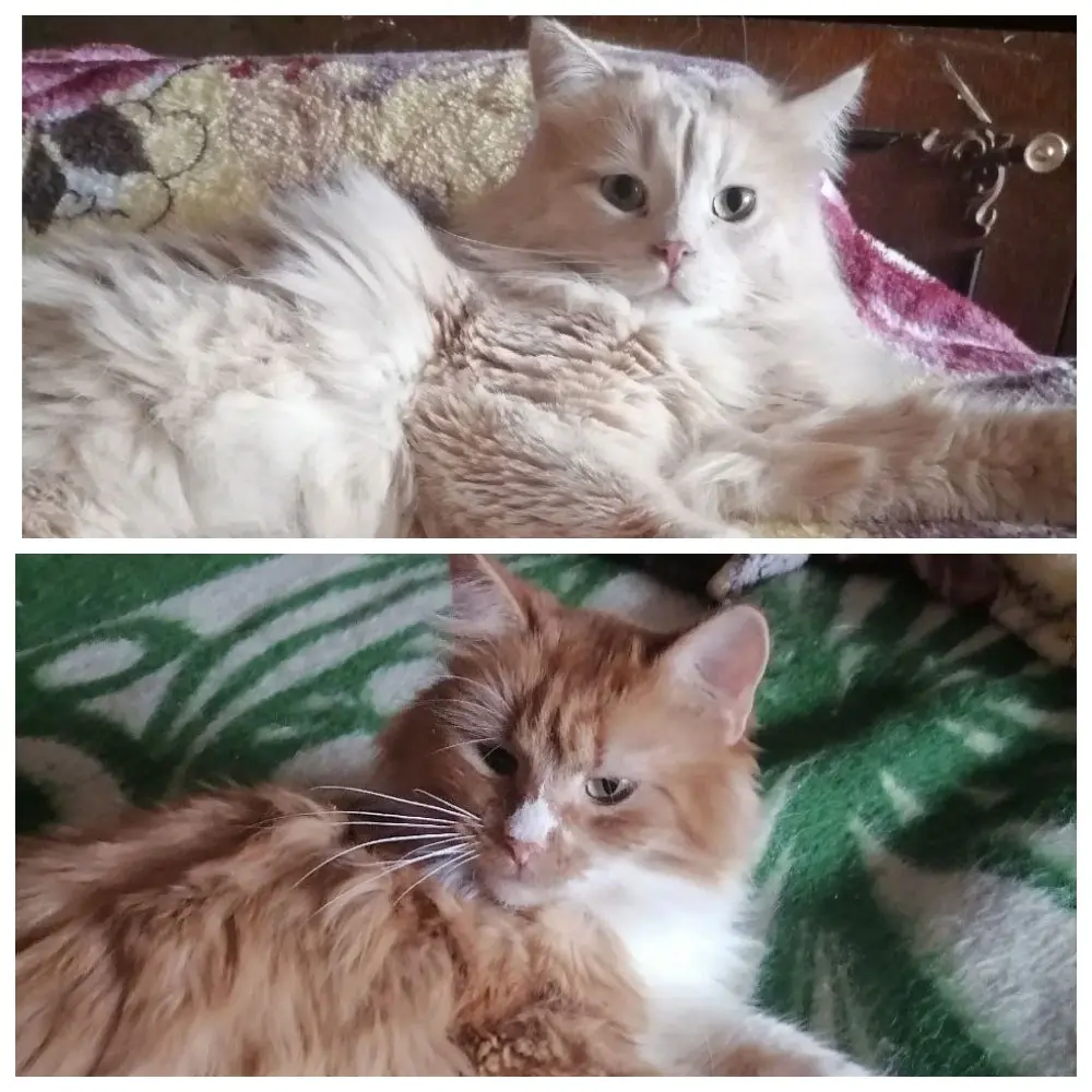 Молодые котики.